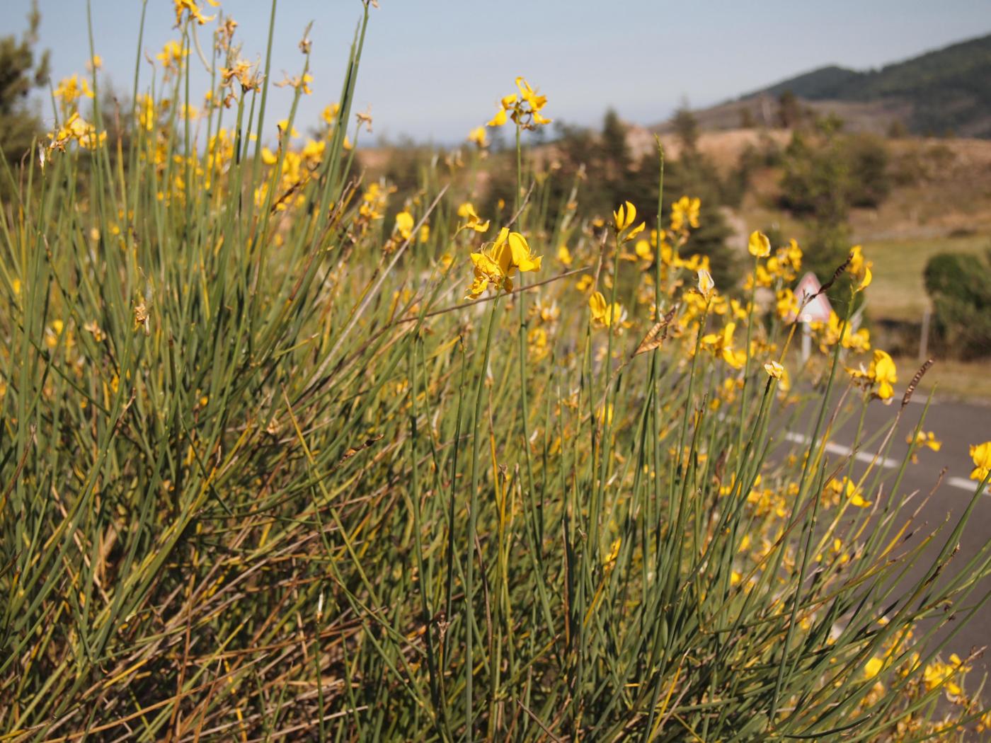 Spanish Broom plant